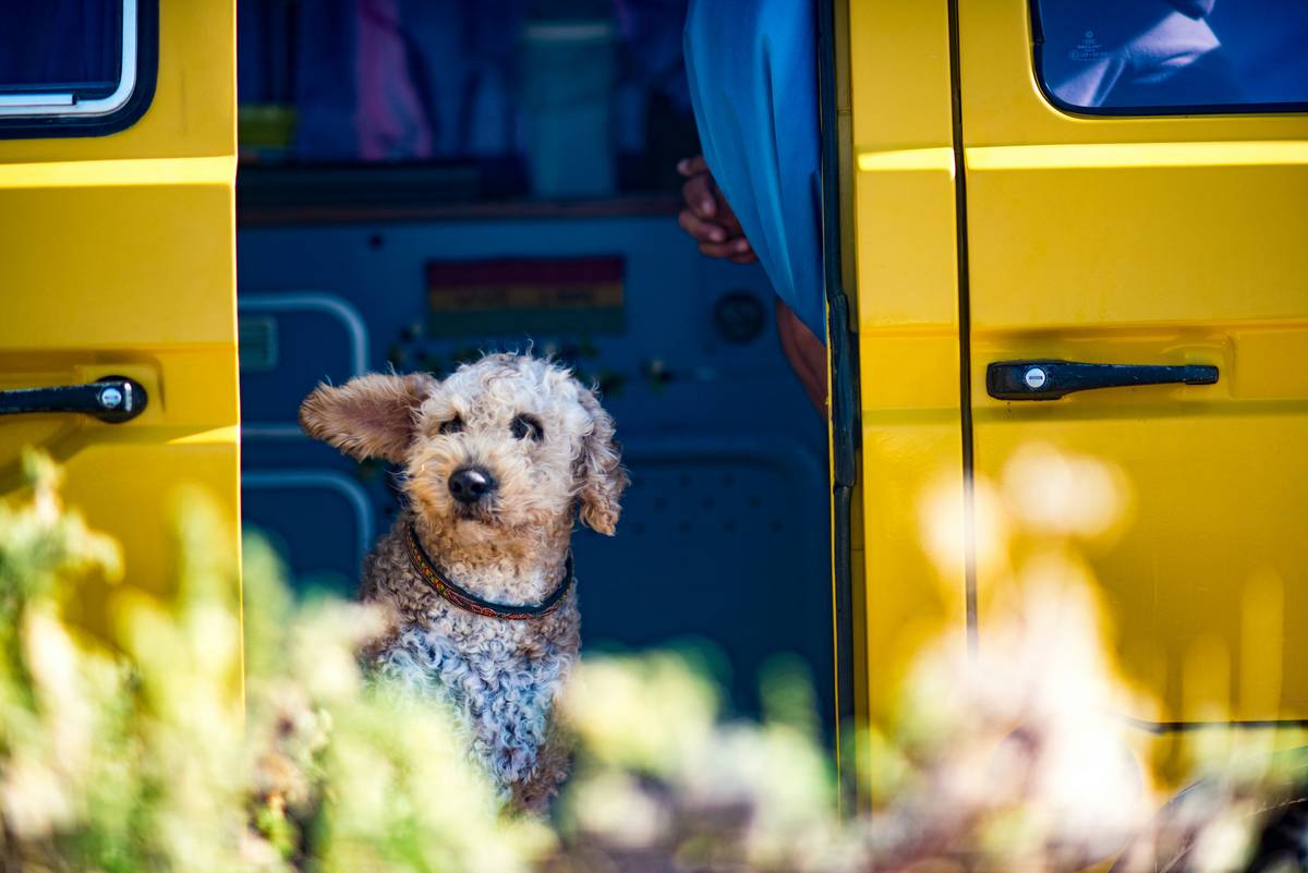 Mastering Object Discrimination for Service Dogs: The Ultimate Guide to Target Training