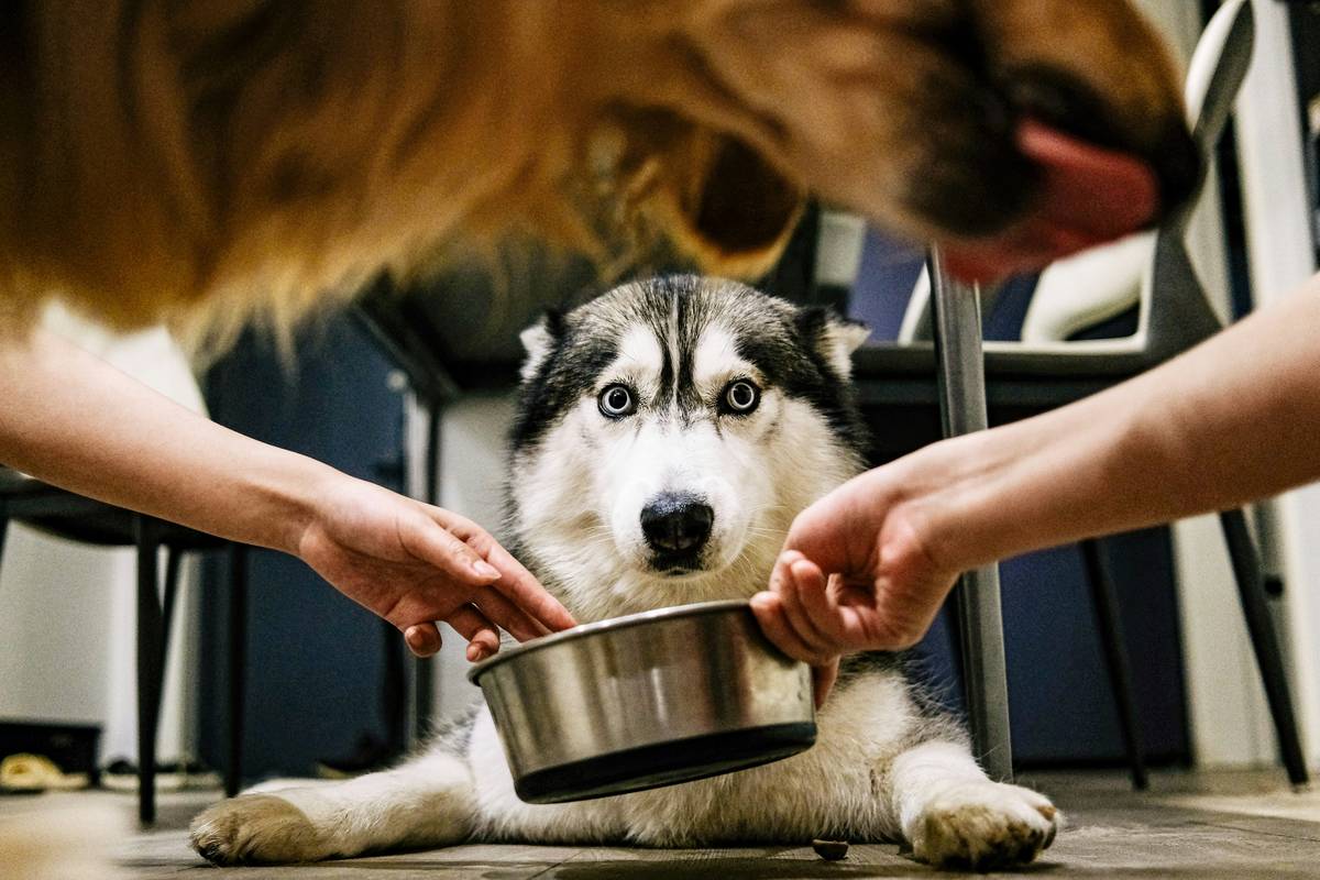 Mastering Object Discrimination for Therapy Dogs: The Ultimate Target Training Guide