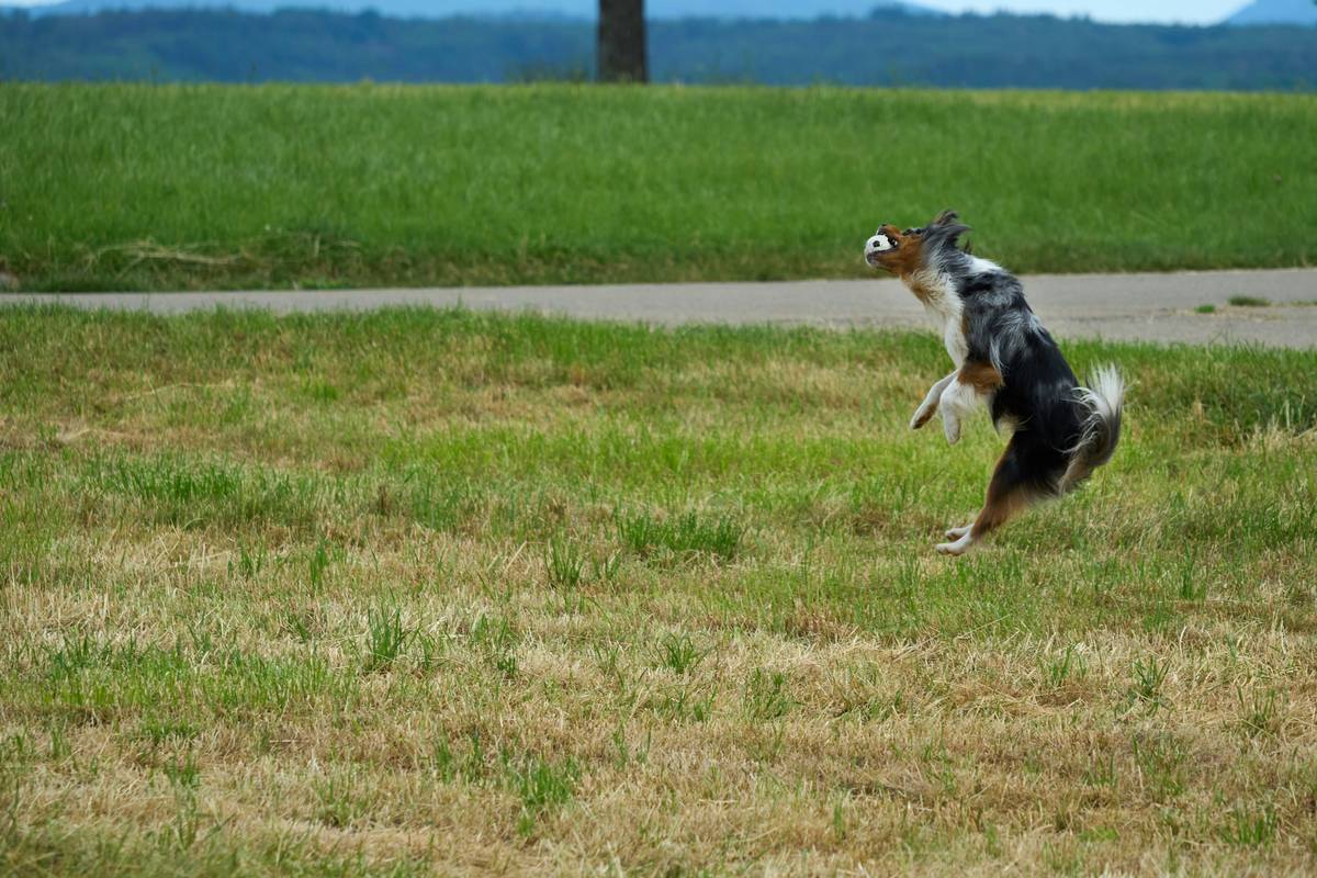 Mastering Object Discrimination for Working Dogs: The Secret to Target Training Success
