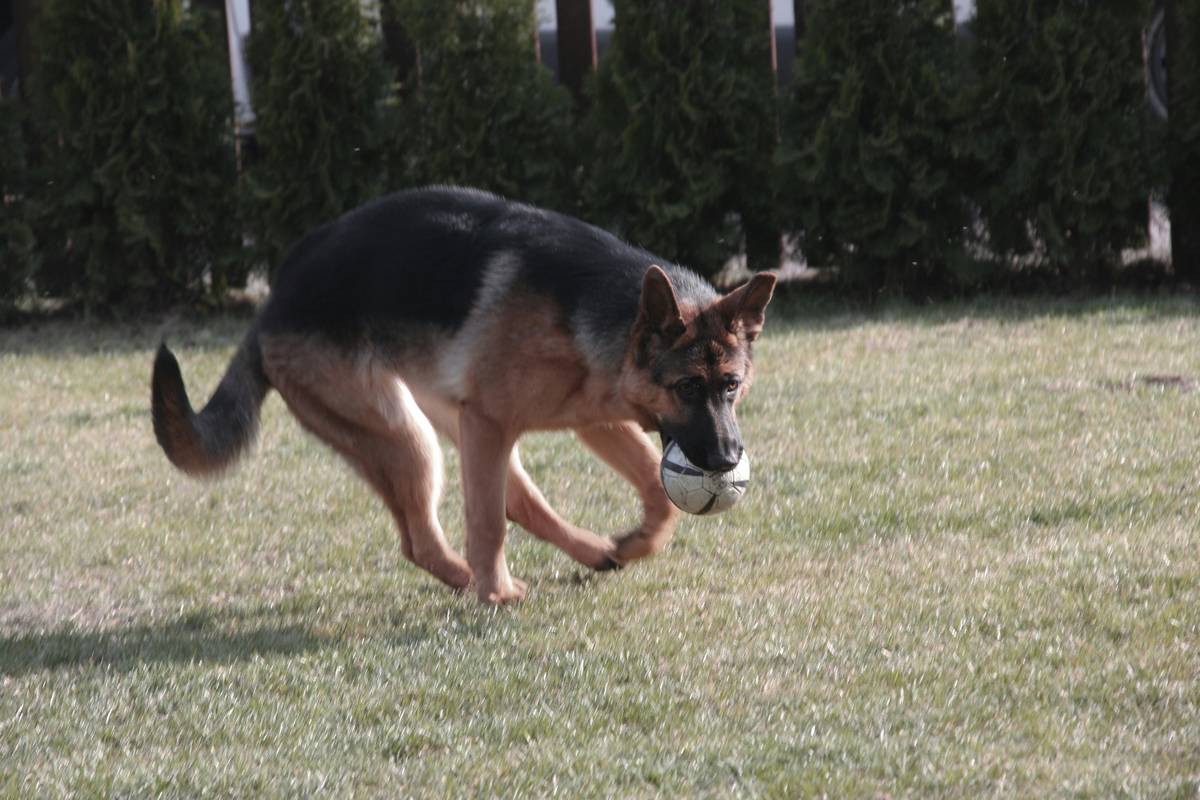 Photo of a Labrador retrieving a medication bottle in a home setting