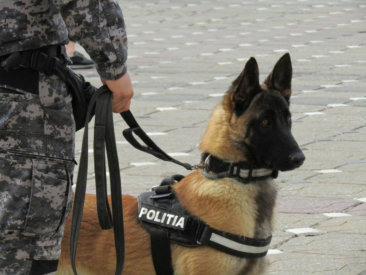 Labrador assisting its owner cross a busy street using hand targeting techniques.