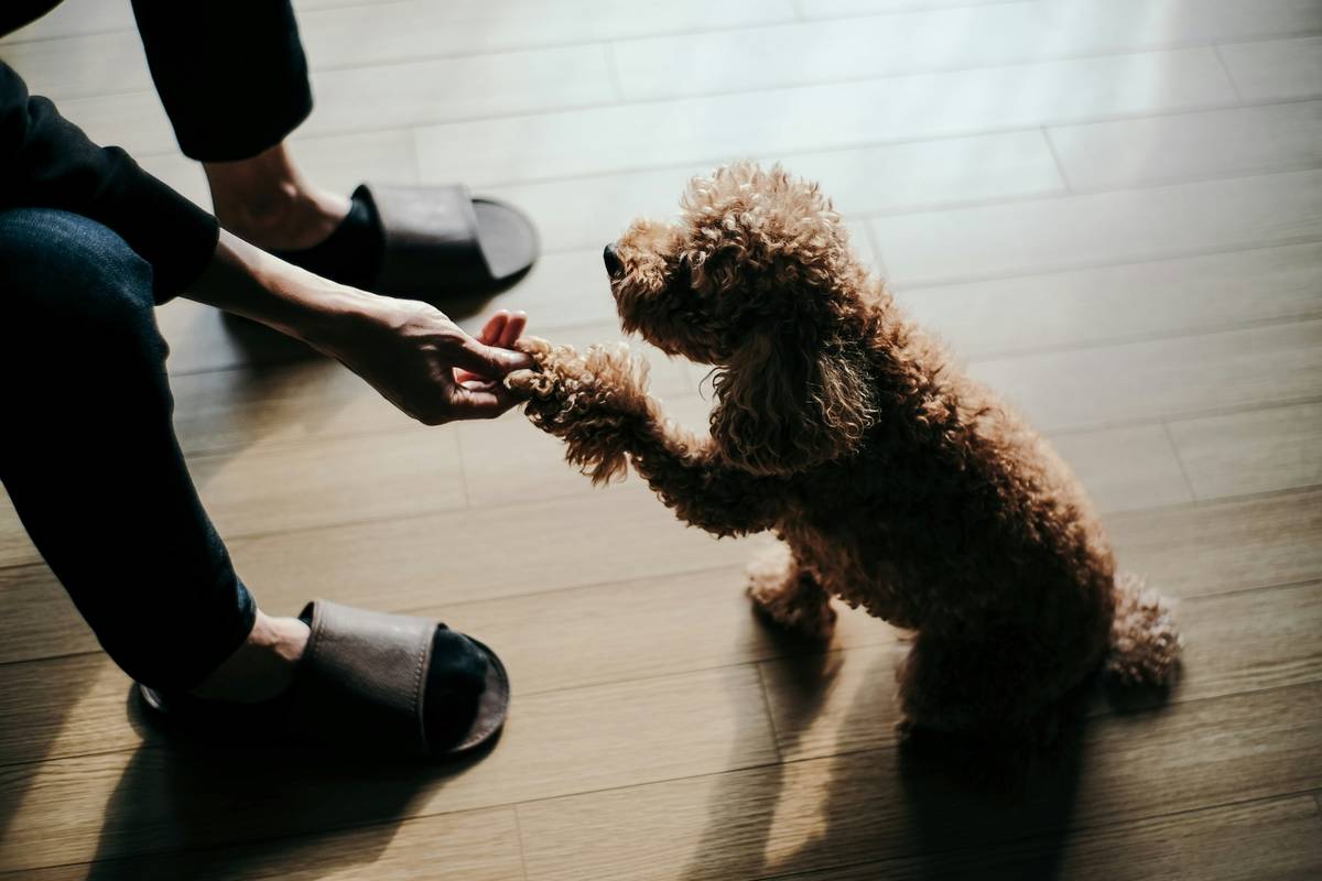 Therapy dog sitting calmly in a classroom setting surrounded by children.