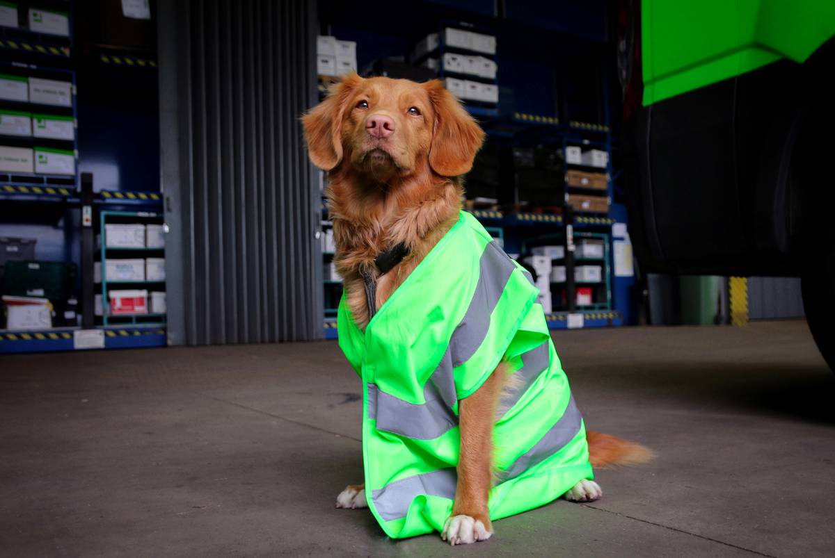 Trainer holding various objects while a labrador selects the correct one.