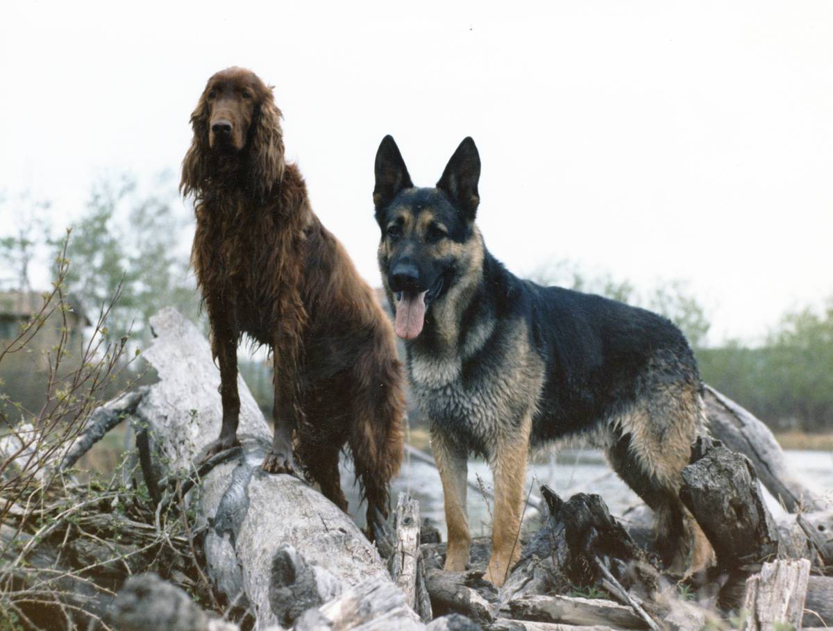 Two dogs learning object discrimination using different-sized balls.