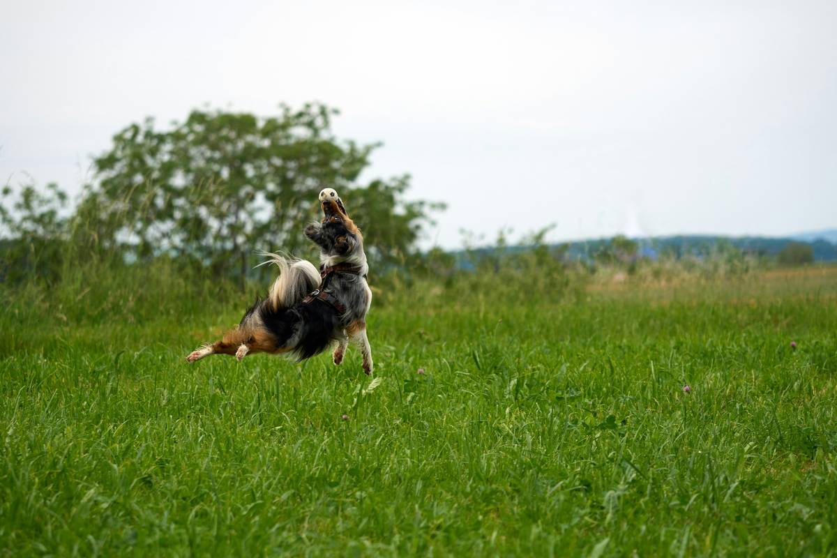 Working dog performing object discrimination task in field environment