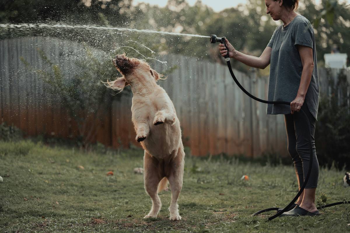 A dog pawing at a red cone during a rally training session