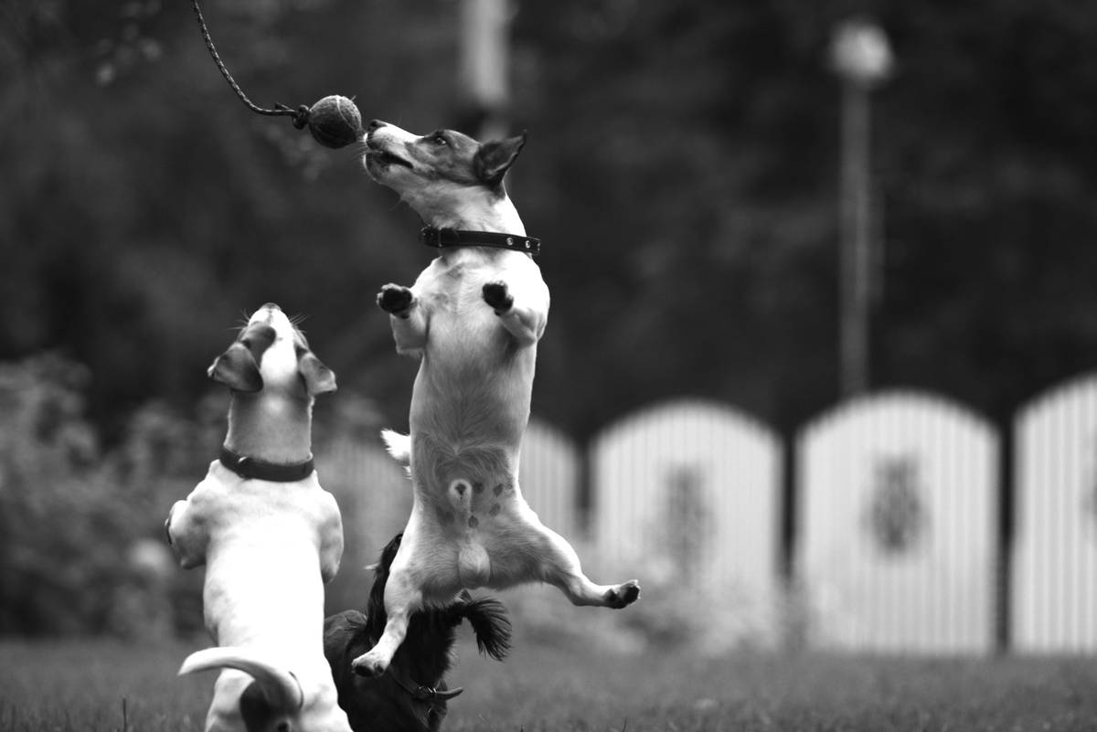 A dog touching its paw to a specific toy on command, demonstrating object discrimination.