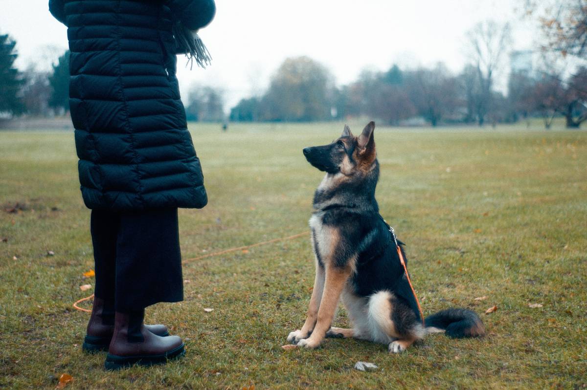A dog trainer using a clicker while working with a Border Collie outdoors