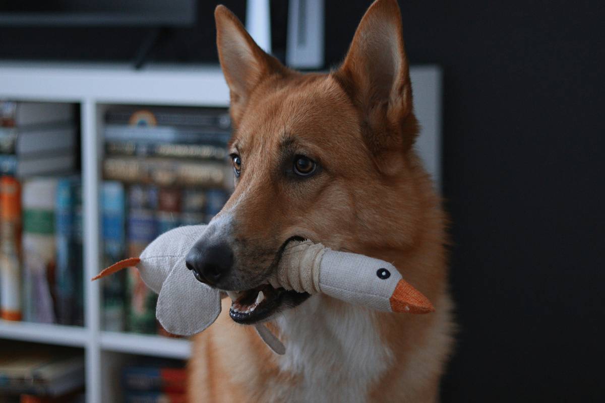 A flowchart illustrating the progression of target training stages