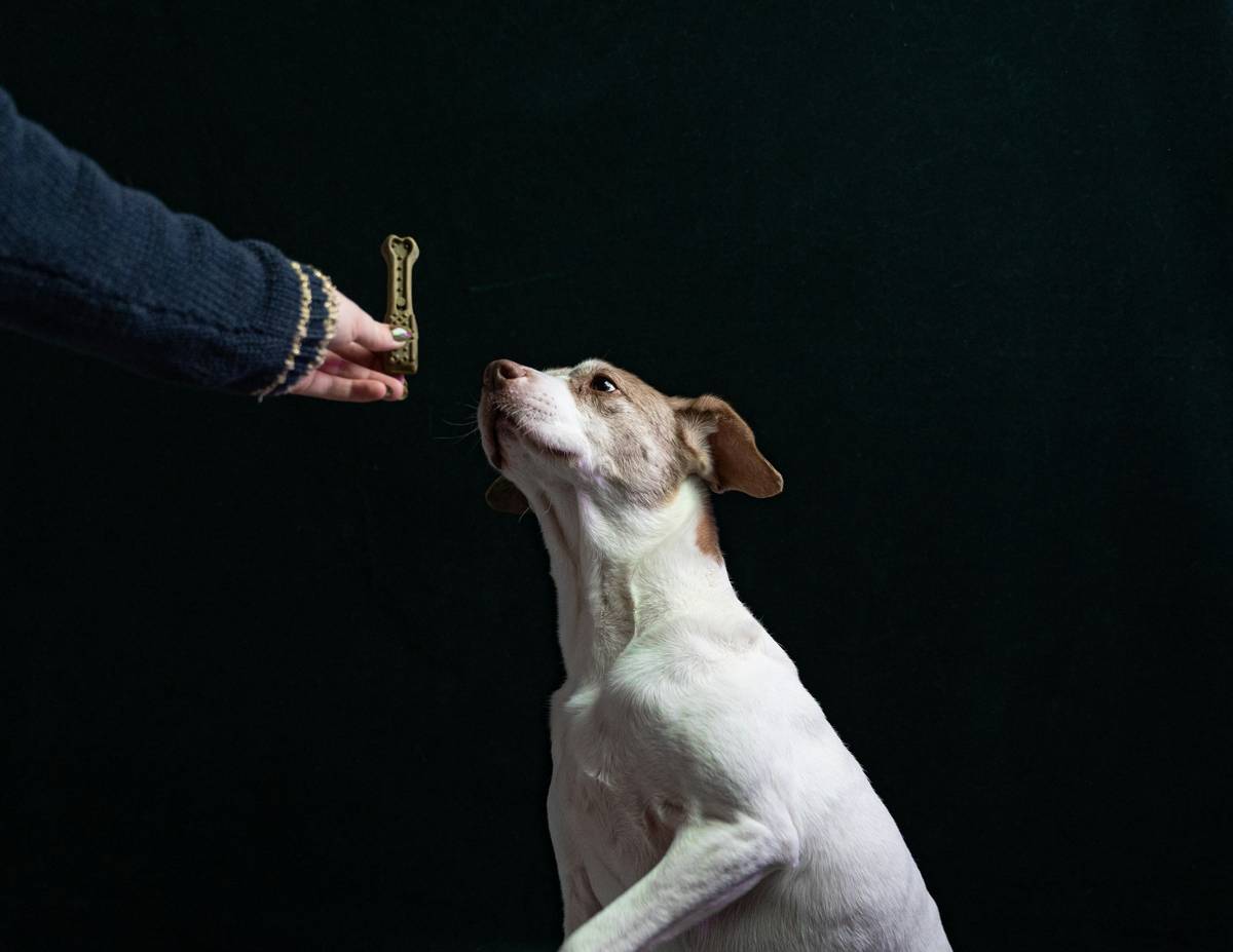 A golden retriever pointing its nose toward a brightly colored target stick while being rewarded with a treat.