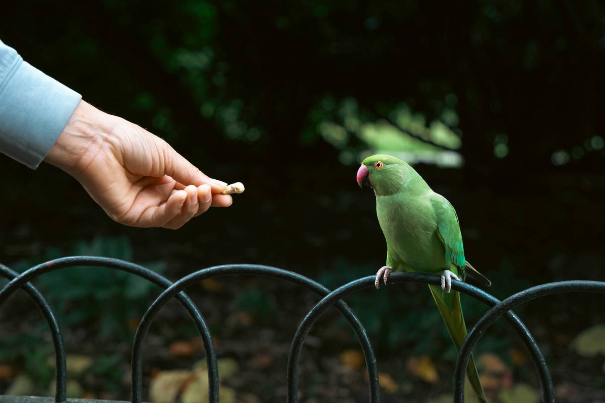 A Golden Retriever touching its trainer's hand with its nose at a pet competition.
