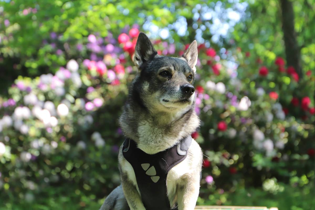 A Labrador sniffing a treat held near a person's palm