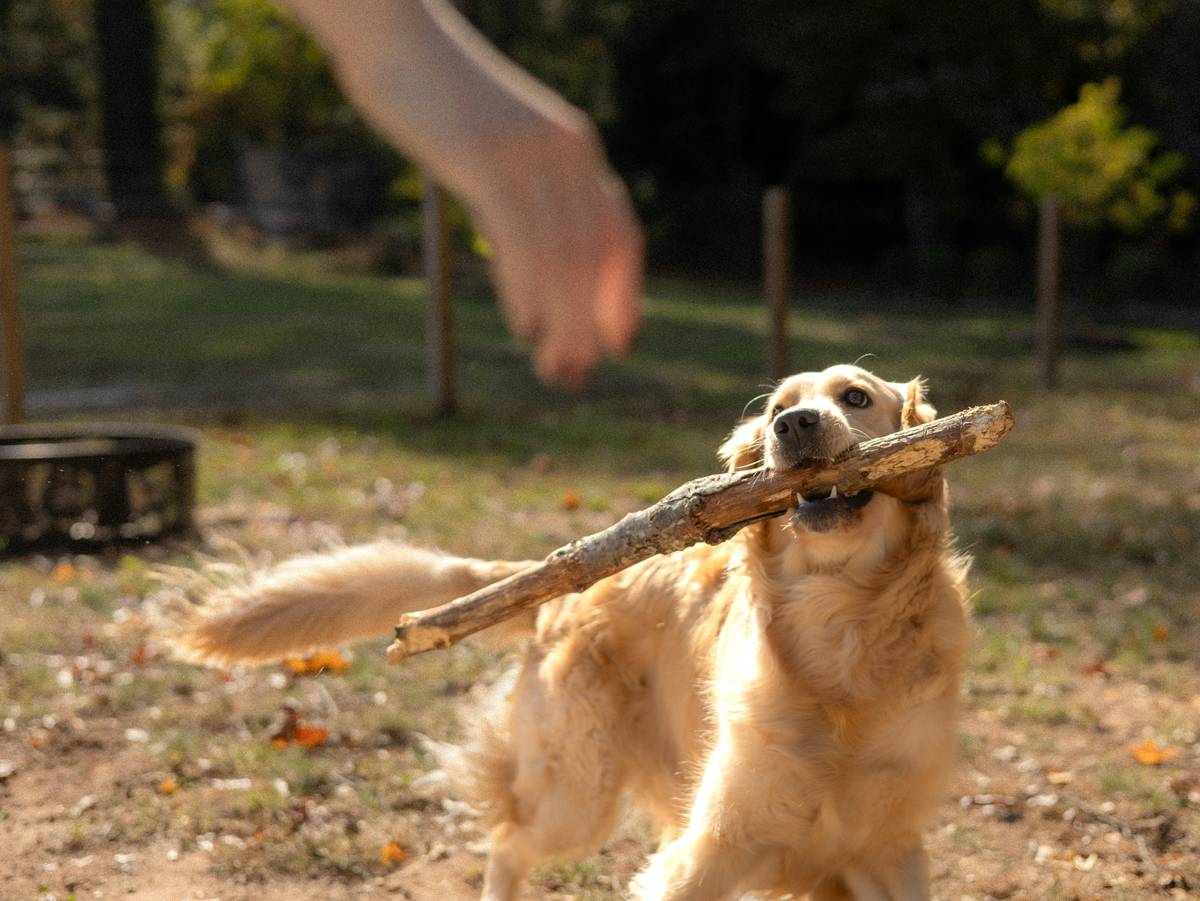 A trainer guiding a dog with a target stick during training.