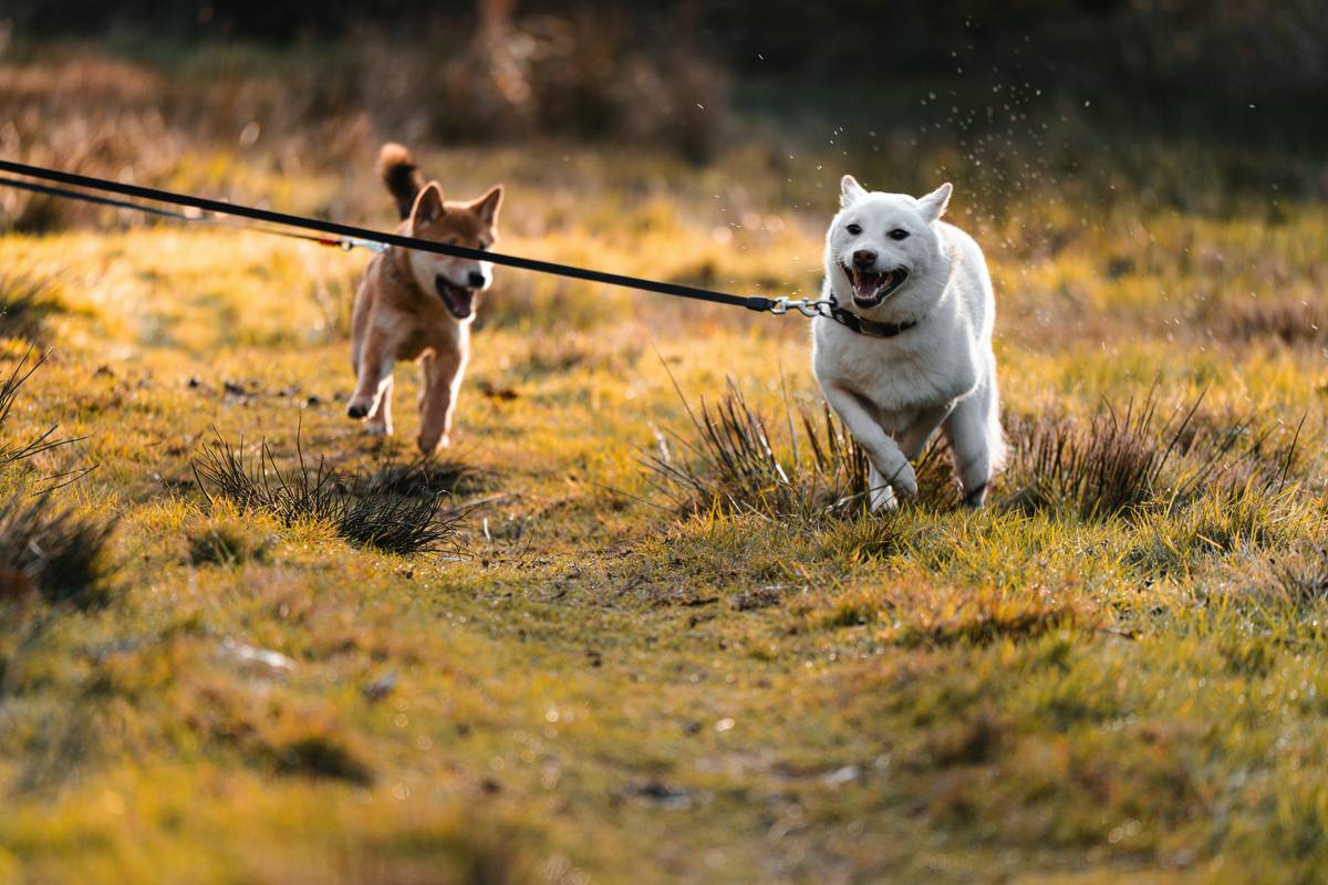 A trainer teaching a dog to touch a target stick during a session