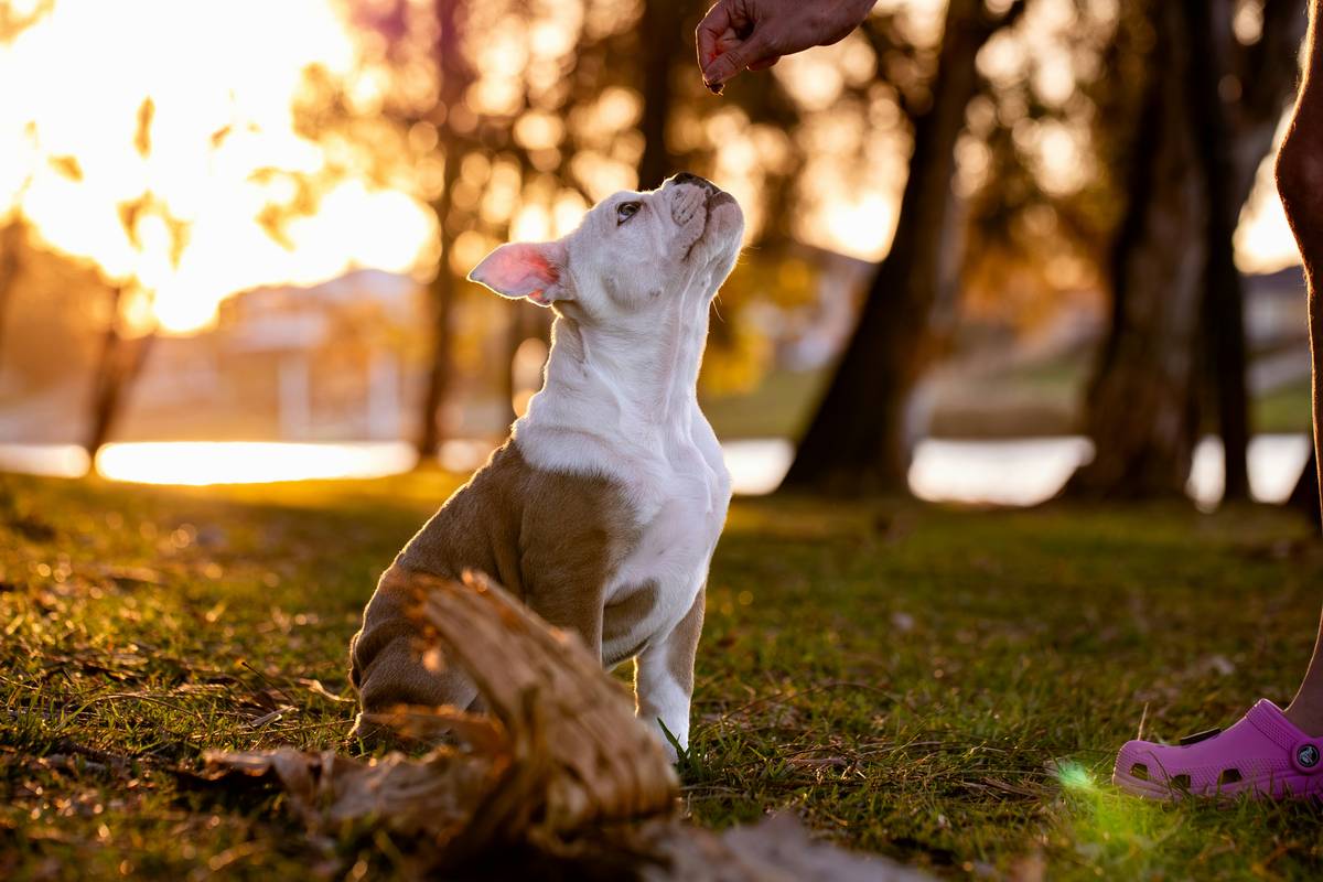 A trainer using a target stick to guide a dog through a synchronized trick sequence.
