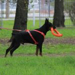 Mastering Dog Trick Coordination: The Ultimate Guide to Target Training
