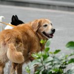 Mastering Dog Trick Coordination: The Ultimate Guide to Target Training