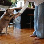Mastering Hand Targeting for Working Dogs: The Ultimate Guide