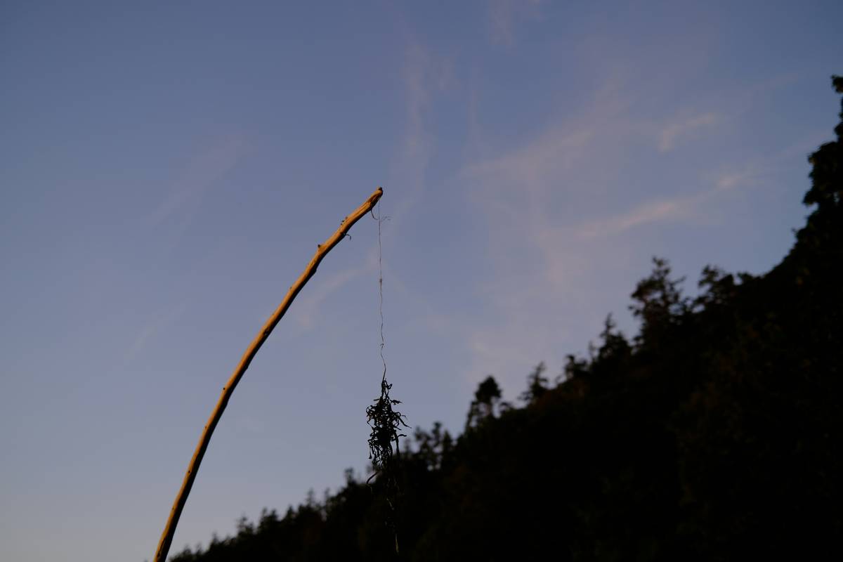 Mastering Object Discrimination for Agility Trials: The Ultimate Target Training Guide