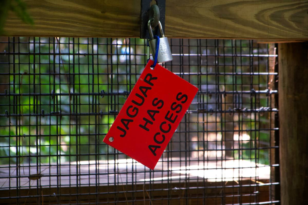 Mastering Object Discrimination for Competitions: The Ultimate Guide to Target Training Your Pet