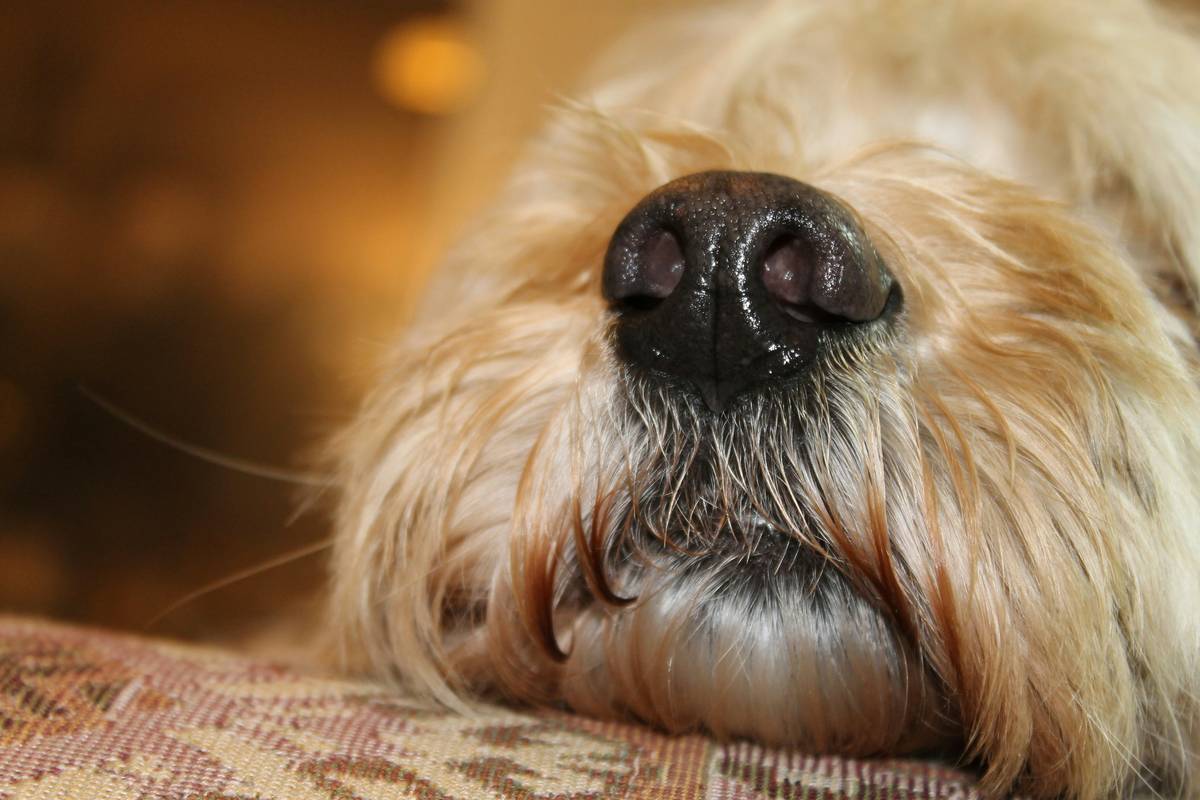 Mastering Object Discrimination for Detection: The Ultimate Guide to Target Training for Pets