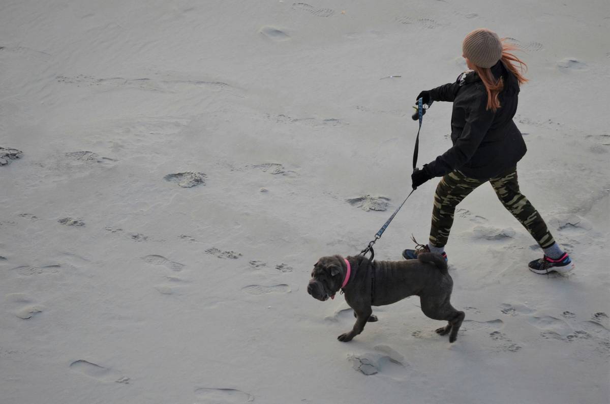 Mastering Object Discrimination for Obedience Trials: The Ultimate Guide to Target Training