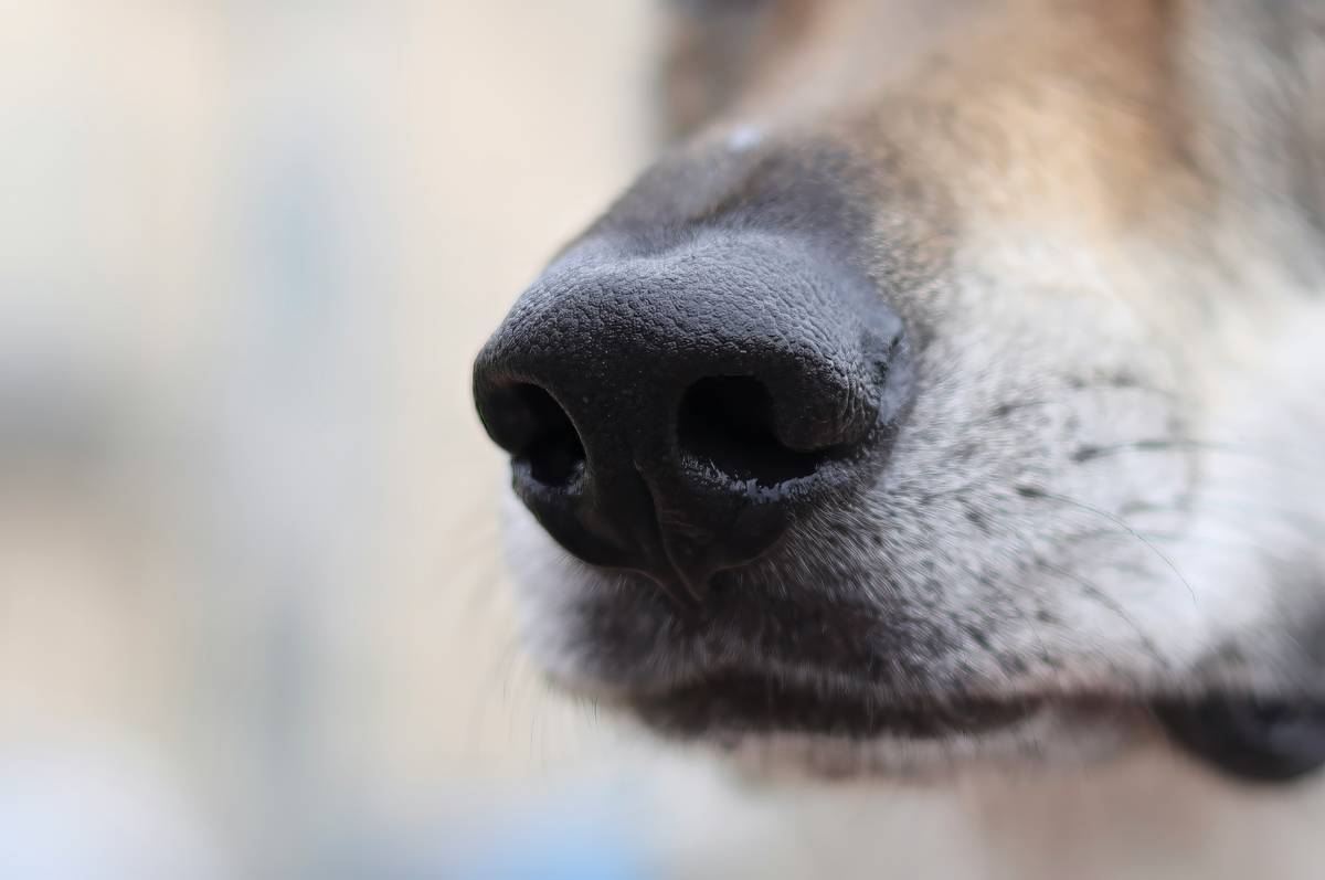 A Golden Retriever balancing a tennis ball on its nose during target training