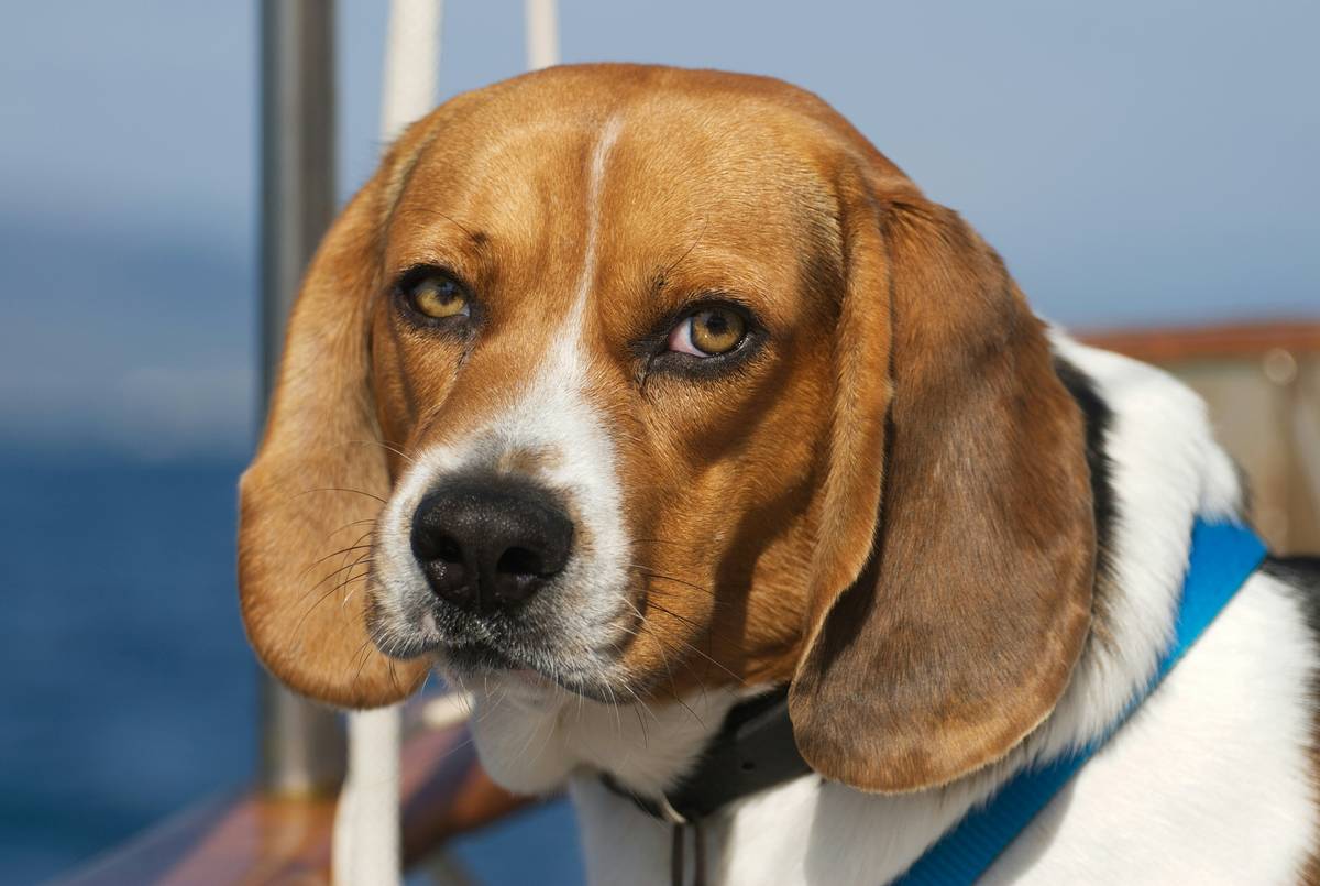 A trained search-and-rescue dog holding a shoe