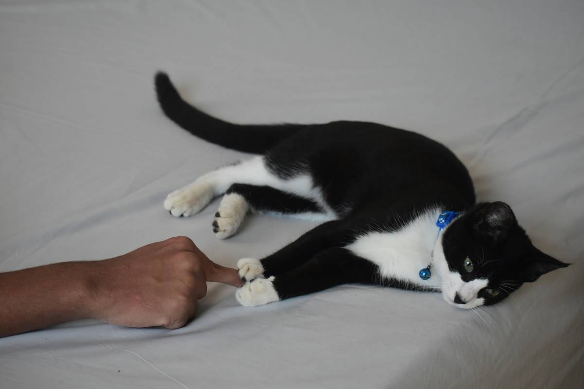 Hand Targeting for Freestyle: Mastering the Essential Pet Training Skill