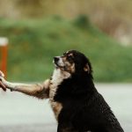 Mastering Hand Targeting for Obedience Trials: The Ultimate Guide to Training Success
