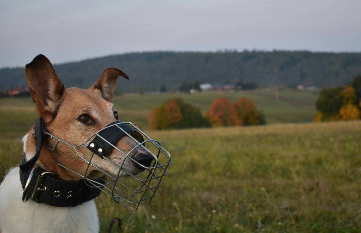 Mastering Hand Targeting for Protection Work: The Ultimate Guide to Training Your Canine Protector