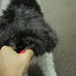 Mastering Hand Targeting for Rally: The Ultimate Guide to Precision Training