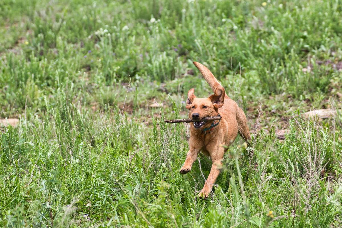Dog Trick Control: Mastering Target Training for Ultimate Obedience