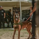 Mastering Hand Targeting for Military Dogs: A Comprehensive Guide