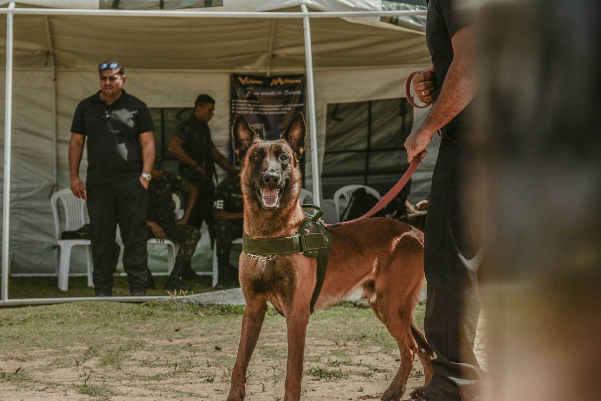 Mastering Hand Targeting for Military Dogs: A Comprehensive Guide
