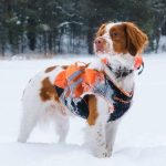 Mastering Object Discrimination for Cadaver Dogs: A Comprehensive Guide