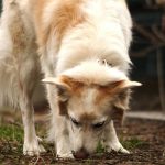 Mastering Object Discrimination for Detection Dogs: The Ultimate Target Training Guide
