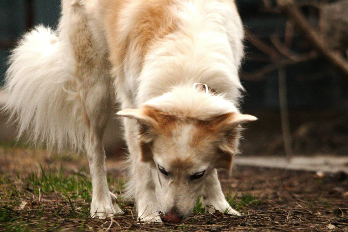 Mastering Object Discrimination for Detection Dogs: The Ultimate Target Training Guide