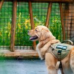 Mastering Object Discrimination for Medical Alert Dogs: A Comprehensive Guide