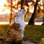 Mastering the Dog Trick Grace: A Fun and Rewarding Target Training Method