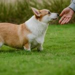 Mastering Hand Targeting for Detection Dogs: A Comprehensive Guide